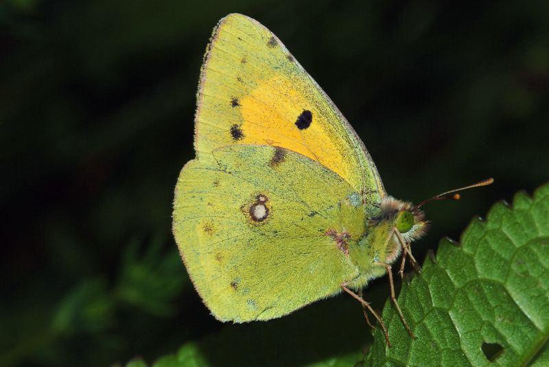 Da determinare 5 - Colias croceus (maschio)